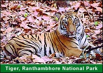 Tiger, Ranthambore National Park