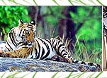 Ranthambhore - Sawai Madhopur Jungle Resort