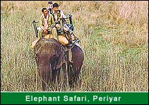 Elephant Safari