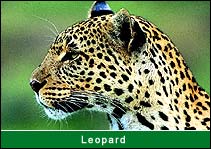 Leopard