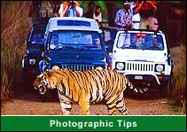 Photographic Safari Tips