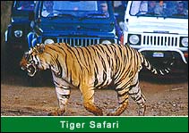 Tiger Safari 