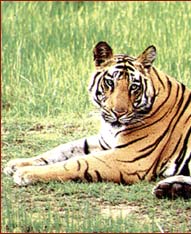 Indian Tiger