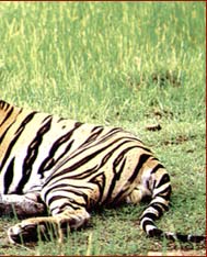 Indian Tiger