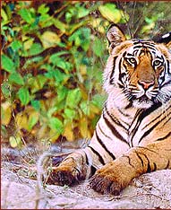 Indian Tiger