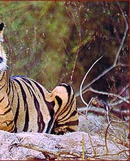 Indian Tiger