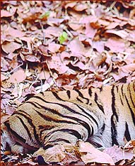 Indian Tiger