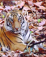 Indian Tiger