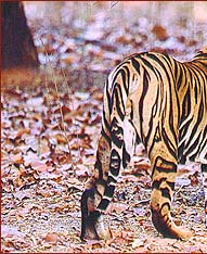 Indian Tiger