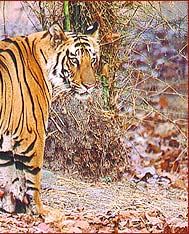 Indian Tiger