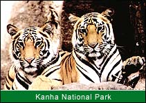 Tiger, Kanha National Park, Kanha Travel Guide