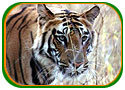 Wildlife India