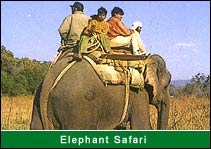 Elephant Safari