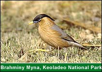 Brahminy Myna, Keoladeo National Park, Bharatpur Travel Vacations